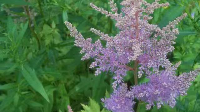 Цветы смотреть онлайн