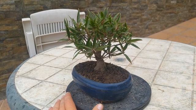 Фикус нериифолия (Ficus nerifolia) бонсай. Лидер по скорости роста среди фикусов