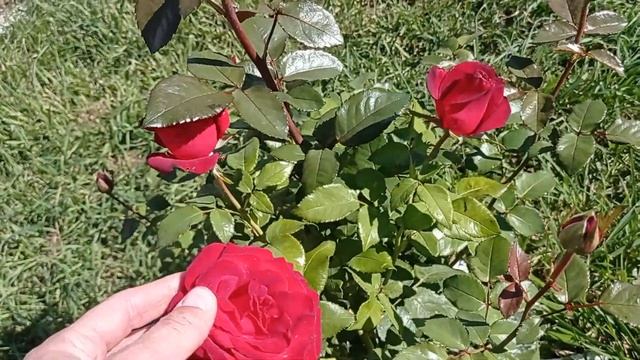 #цитокининовая_паста#сад_в_сенбябре Результат применения цитокининовой пасты!Гуляем по саду! смотреть онлайн