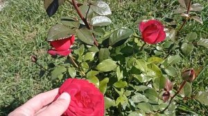 #цитокининовая_паста#сад_в_сенбябре Результат применения цитокининовой пасты!Гуляем по саду!