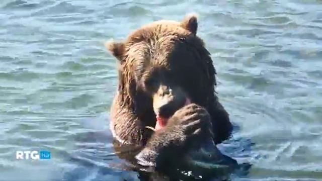 Медведи на Камчатке смотреть онлайн