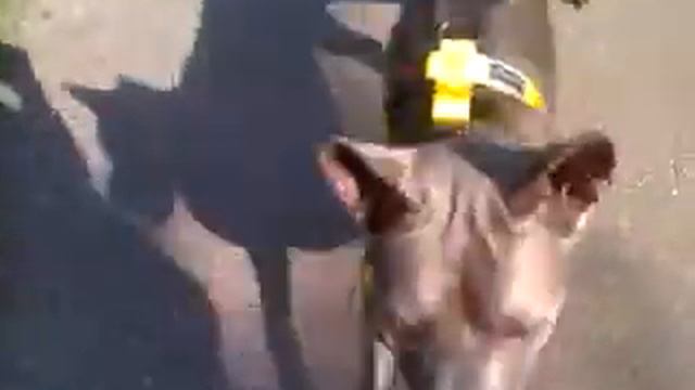 Тайский риджбек  Тая для фшм смотреть онлайн