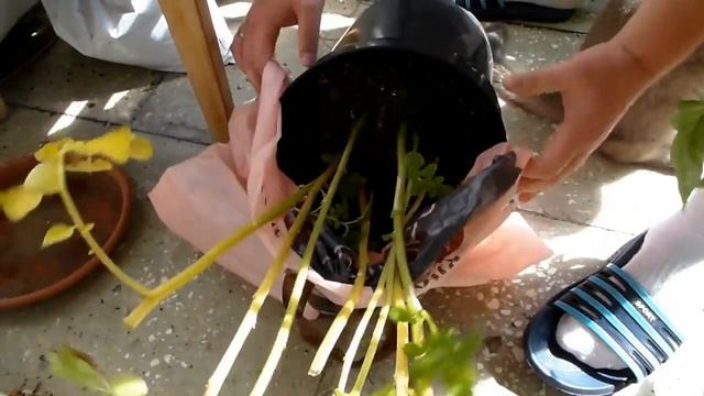 Огород на балконе 26 июля 2013 года, копаю картошку смотреть онлайн