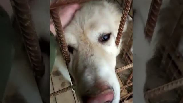 Флинт - розовый нос)) смотреть онлайн