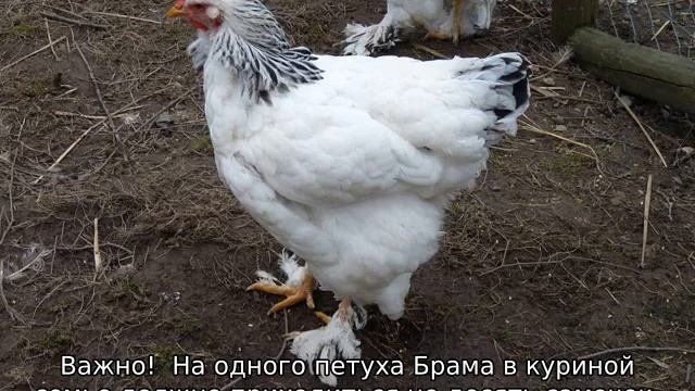 Куры Брама смотреть онлайн