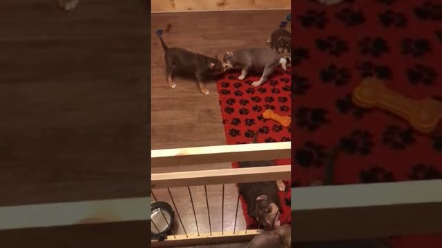 American bully.Американский булли.