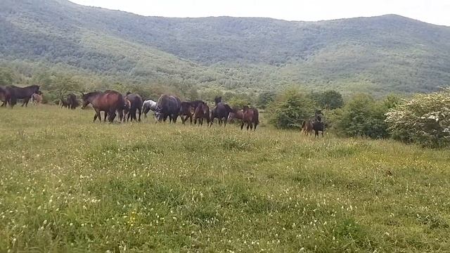 Wild Horses MUSTANG смотреть онлайн