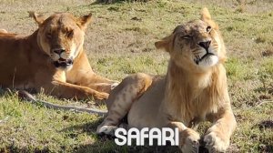 "4K Scenic African Safari: Wild Animals and Relaxing Scenes | Calming Music for a Relaxation Film"