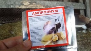 Пропойка утят (индоутят) с 10 по 17 день
