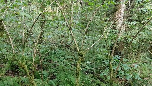 КАШТАНЫ В СОЧИНСКОМ ЛЕСУ | Вкусные каштаны под ногами смотреть онлайн