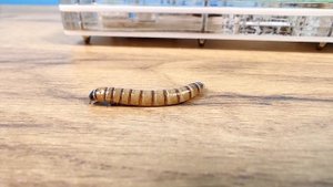 Битва огромного зофобаса с муравьями! Запрещенное видео!