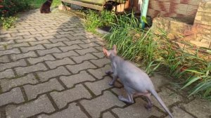 Лысая кошка встретила волосатую кошку Прикол