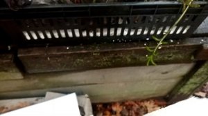 КАК СОХРАНИТЬ ГАЗАНИЮ ЗИМОЙ НОВЫЙ СПОСОБ