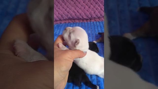 10 дней щенкам чихуахуа,открываем глазки смотреть онлайн