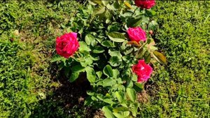 Chrysler imperial rose