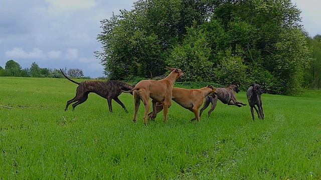 Поход на речку с грейхаундами смотреть онлайн