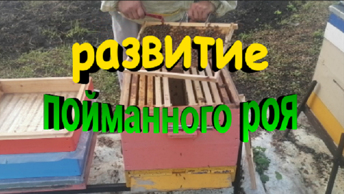 Пчеловодство без вощины. Развитие пойманного роя. смотреть онлайн