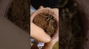 Наша Брахипельма смитти! Невероятное событие!!!