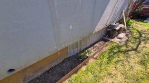 Новости из теплицы. Высадила кукурузу, азарину, бобы, капусту и лук Эксибишен