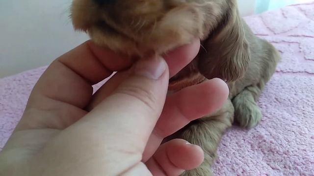 Девочка Английский кокер спаниель 3 недели смотреть онлайн