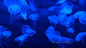 Нежный и волшебный сон, для учёбы, работы, отлично расслабляет,  Музыкотерапия Лоскутовой