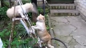 НеГайд№8 Как стать токсичным человеком