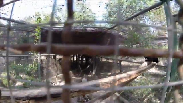Бесплатный зоопарк Хуа Хина. Hua Hin Zoo