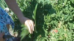 обрезка пионов после цветения