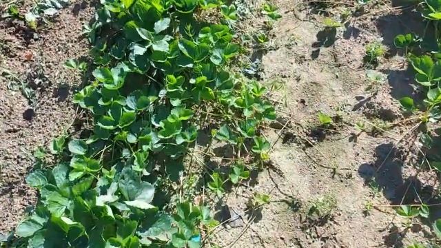 Рассада клубники смотреть онлайн