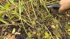 Садовые ножницы он же Аккумуляторный секатор