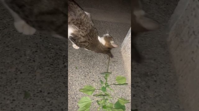 Cat is obsessed with acalypha indica смотреть онлайн