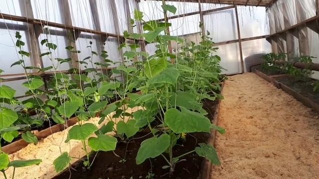 Attantion!!! Серый налет на земле! смотреть онлайн