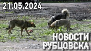 Новости Рубцовска (21.05.2024)