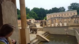 Видео слонов Ганноверского зоопарка. Ганновер 2017. Дневник Путешественника