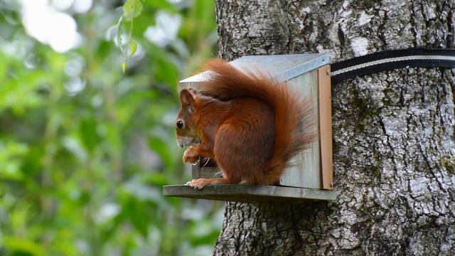 Белка | Животные | Природа. смотреть онлайн