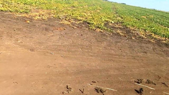 Отгрузка на суходоле арбуз Продюсер. смотреть онлайн