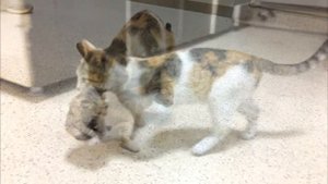 Бездомная кошка принесла своего больного котёнка в больницу, просить о помощи людей