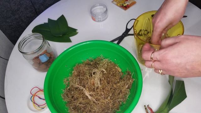 ?Моховое гнездо для моей реанимашки?.31.01.2021 смотреть онлайн