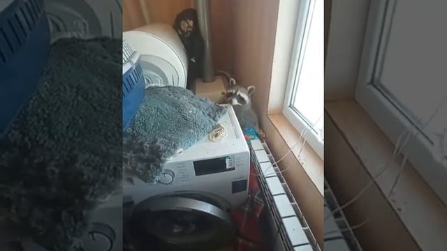Енот навёл беспорядок в доме