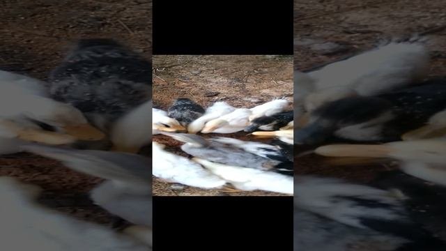 Домашние утята. Как давать им отруби.