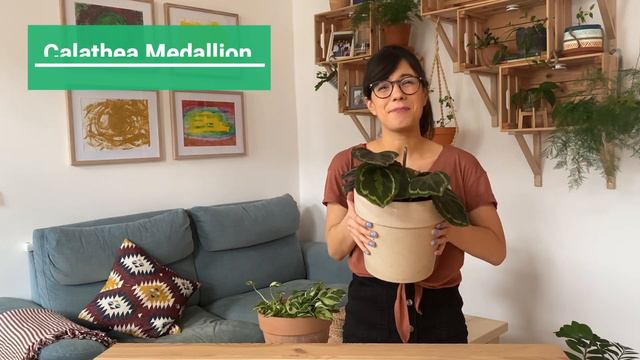 Low light plants | BEST 10 low light indoor plants ⬇️💡🌿