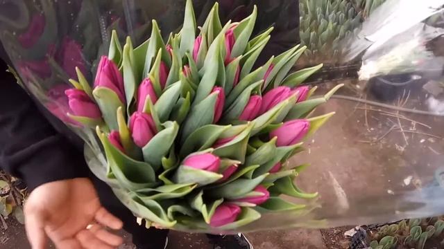 Вирощування тюльпанів. Тюльпан Пурпл Прінс. Tulips Purple pirnce / Выращивание тюльпанов.