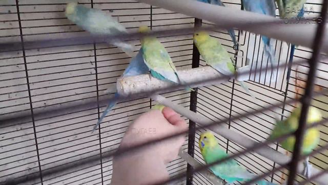 💕ヅ Риччи счастлив || Иду, Макао! 🦜
