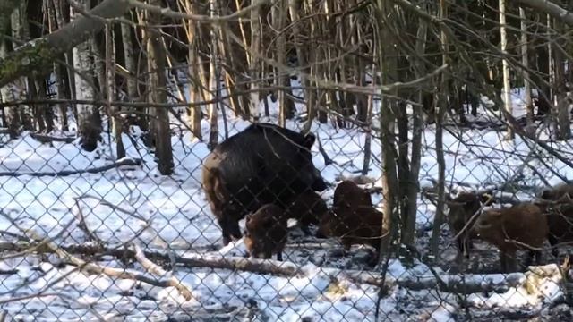 Стадо кабанов смотреть онлайн