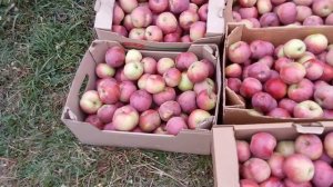 150 килограмм яблок сорта Спартан с одного дерева