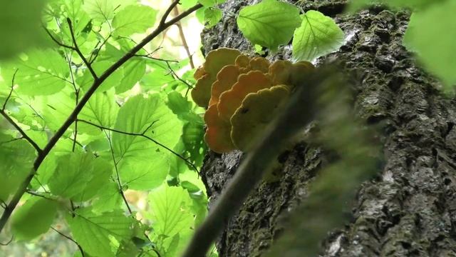 За грибами с дочкой. Собираем ТСЖ. смотреть онлайн