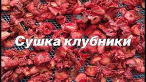 Пошаговая сушка клубники в сушилке Элвин СУ-1