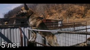 Развитие ВОСТОЧНО ЕВРОПЕЙСКАЯ ОВЧАРКА // ОТ ЩЕНКА 3,5 МЕСЯЦЕВ ДО МОЩНОЙ ОВЧАРКИ |