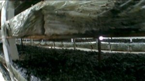 Хорошее освещение в камере выращивания шампиньонов. Зачем нужно!?(обзор).|Производство шампиньонов