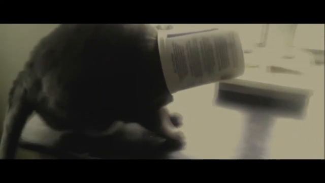 КОТ СО СТАКАНОМ НА ГОЛОВЕ ГРОХНУЛСЯ!!! ШОК!!! смотреть онлайн